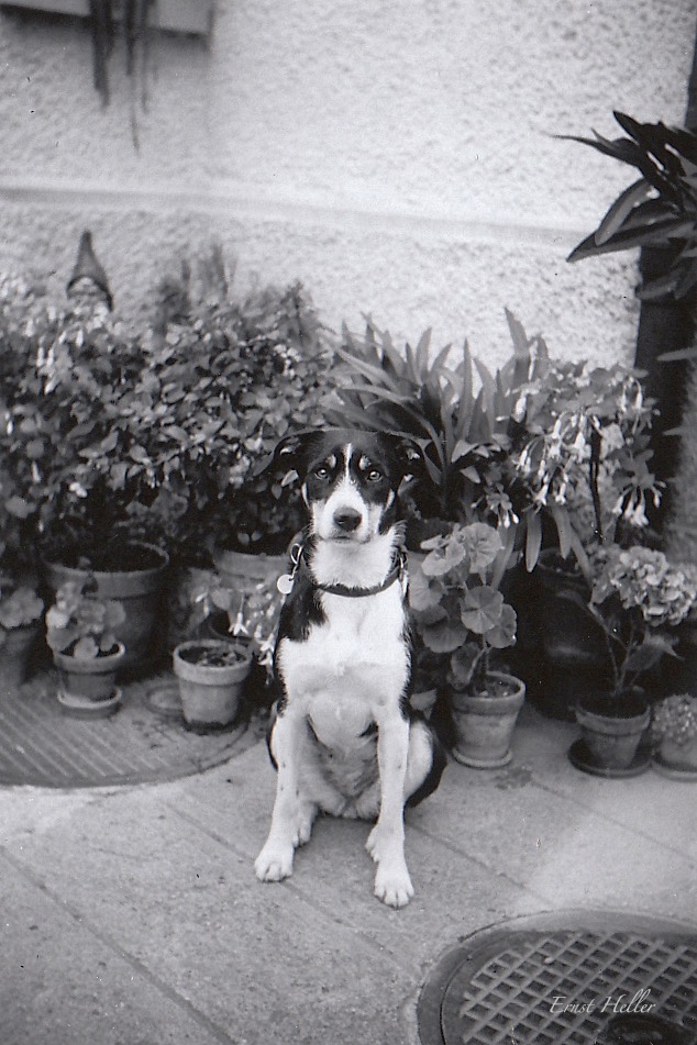 Hund Bella 1958